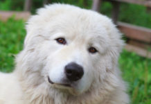 Il Pastore Maremmano 569 0 055 Cane da Pastore Maremmano